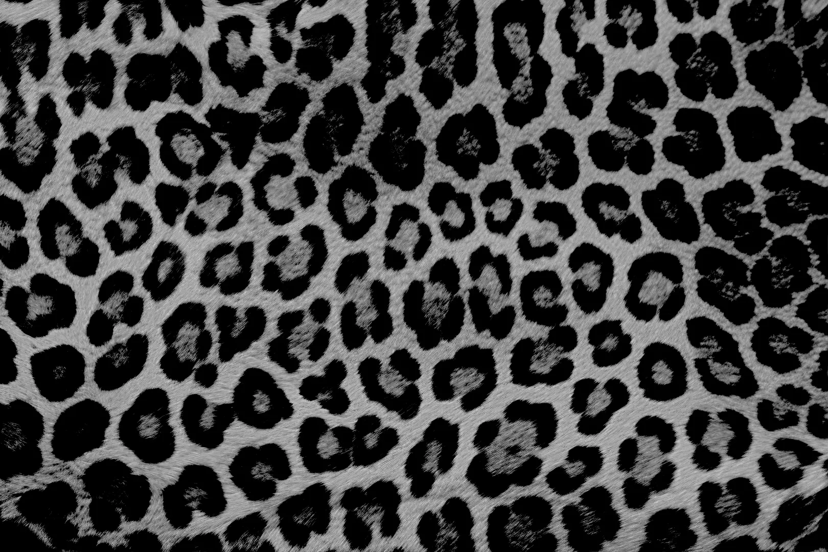 _Panthera-onca